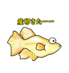 メダカ 黄金ヒカリダルマ（個別スタンプ：36）