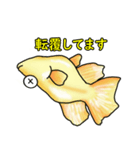 メダカ 黄金ヒカリダルマ（個別スタンプ：37）