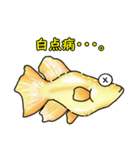 メダカ 黄金ヒカリダルマ（個別スタンプ：38）
