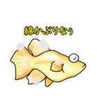 メダカ 黄金ヒカリダルマ（個別スタンプ：39）