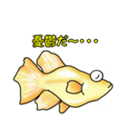 メダカ 黄金ヒカリダルマ（個別スタンプ：40）