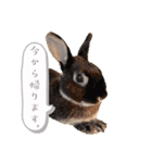 Minchopila+Kaho（個別スタンプ：7）