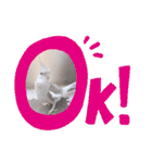 Minchopila+Kaho（個別スタンプ：11）
