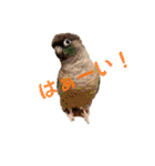 Minchopila+Kaho（個別スタンプ：12）