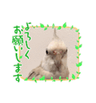 Minchopila+Kaho（個別スタンプ：33）