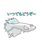 メダカマリアージュキッシングワイドフィン（個別スタンプ：3）