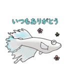 メダカマリアージュキッシングワイドフィン（個別スタンプ：4）