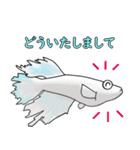 メダカマリアージュキッシングワイドフィン（個別スタンプ：15）