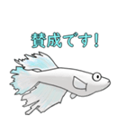 メダカマリアージュキッシングワイドフィン（個別スタンプ：31）
