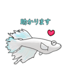 メダカマリアージュキッシングワイドフィン（個別スタンプ：32）