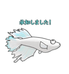メダカマリアージュキッシングワイドフィン（個別スタンプ：33）