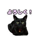 毎日使える 黒猫マメのスタンプ！（個別スタンプ：4）