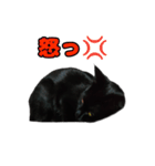 毎日使える 黒猫マメのスタンプ！（個別スタンプ：10）