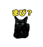 毎日使える 黒猫マメのスタンプ！（個別スタンプ：11）