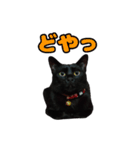 毎日使える 黒猫マメのスタンプ！（個別スタンプ：22）