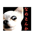 さーちんず5（個別スタンプ：3）