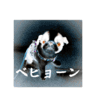 さーちんず5（個別スタンプ：6）