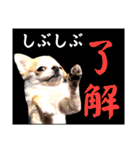 さーちんず5（個別スタンプ：14）