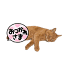 茶トラねこの雫ちゃん（個別スタンプ：10）