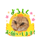 茶トラねこの雫ちゃん（個別スタンプ：13）