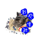 フレブルのライルとバッシュ（個別スタンプ：10）