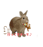 ミニうさぎポコちゃん（個別スタンプ：1）
