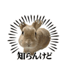 ミニうさぎポコちゃん（個別スタンプ：2）