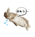ミニうさぎポコちゃん（個別スタンプ：3）