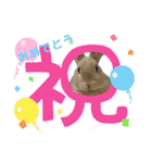 ミニうさぎポコちゃん（個別スタンプ：8）