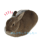 ミニうさぎポコちゃん（個別スタンプ：11）
