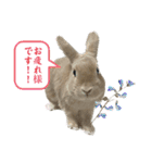 ミニうさぎポコちゃん（個別スタンプ：16）