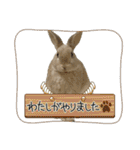 ミニうさぎポコちゃん（個別スタンプ：23）