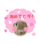 ミニうさぎポコちゃん（個別スタンプ：31）