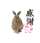 ミニうさぎポコちゃん（個別スタンプ：39）
