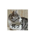 家猫5匹暮らし（個別スタンプ：7）