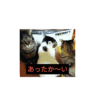 家猫5匹暮らし（個別スタンプ：23）