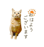 茶トラ 猫 毎日使える スタンプ（個別スタンプ：1）
