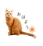 茶トラ 猫 毎日使える スタンプ（個別スタンプ：2）