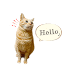 茶トラ 猫 毎日使える スタンプ（個別スタンプ：3）