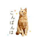 茶トラ 猫 毎日使える スタンプ（個別スタンプ：4）