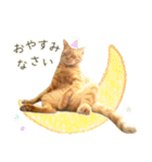 茶トラ 猫 毎日使える スタンプ（個別スタンプ：5）