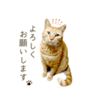 茶トラ 猫 毎日使える スタンプ（個別スタンプ：6）