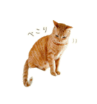 茶トラ 猫 毎日使える スタンプ（個別スタンプ：7）