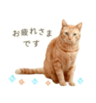 茶トラ 猫 毎日使える スタンプ（個別スタンプ：8）