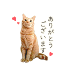 茶トラ 猫 毎日使える スタンプ（個別スタンプ：9）
