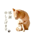 茶トラ 猫 毎日使える スタンプ（個別スタンプ：10）