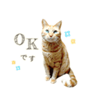 茶トラ 猫 毎日使える スタンプ（個別スタンプ：12）