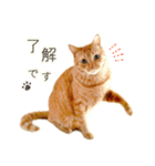 茶トラ 猫 毎日使える スタンプ（個別スタンプ：13）
