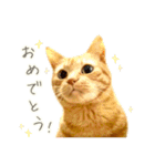 茶トラ 猫 毎日使える スタンプ（個別スタンプ：14）