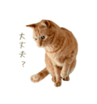 茶トラ 猫 毎日使える スタンプ（個別スタンプ：16）